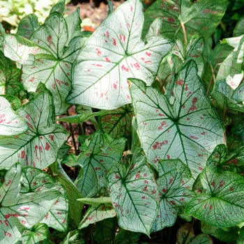 Caladium 'Strawberry Star' - Fancy-leaf Caladium
