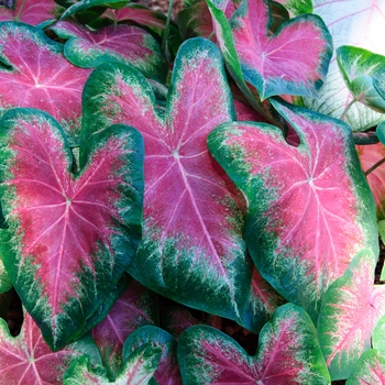 Caladium 'Rose Glow' - Fancy-leaf Caladium