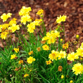 Coreopsis 'Lauren' - Leading Lady Tickseed