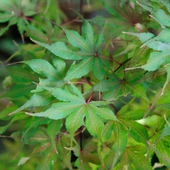 Acer palmatum 'Purple Ghost' - Purple Ghost Japanese Maple