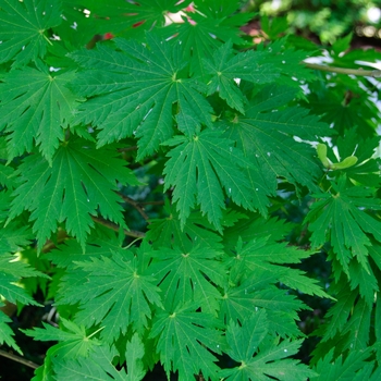 Acer japonicum 'Rising Sun' - Rising Sun Full Moon Maple