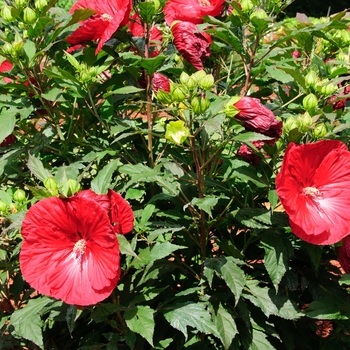 Hibiscus 'Cranberry Crush' - Summerific® Rose Mallow