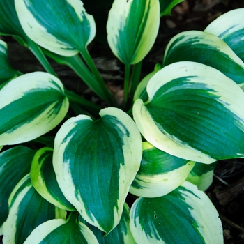 Hosta 'Shadowland Autumn Frost' - Shadowland® Autumn Frost Hosta