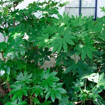 Fatsia japonica - Fatsia