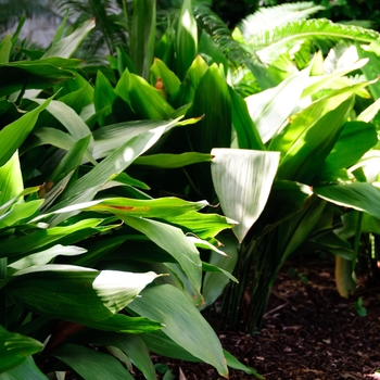 Aspidistra elatior - Cast Iron Plant