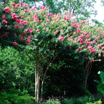 Lagerstroemia indica 'Tuscarora' - Tuskarora Crapemyrtle