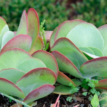 Kalanchoe luciae - Paddle Plant