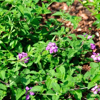 Lantana camara 'Luscious Grape' - Luscious ® Lantana