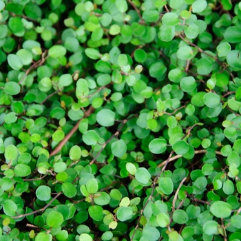 Muehlenbeckia axillaris - Creeping Wire Vine