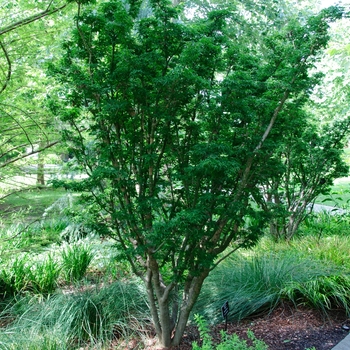 Acer palmatum 'Shishigashira' - Japanese Maple Shishigashira