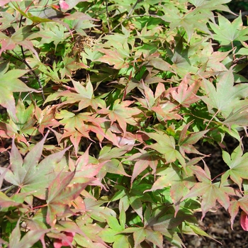 Acer palmatum - Japanese Maple Bloodgood