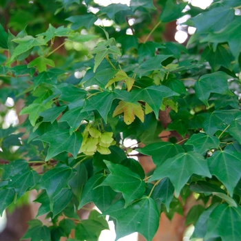 Acer buergerianum 'Trident' - Trident Maple