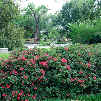 Rhododendron 'Autumn Ruby™' - Encore® Azalea