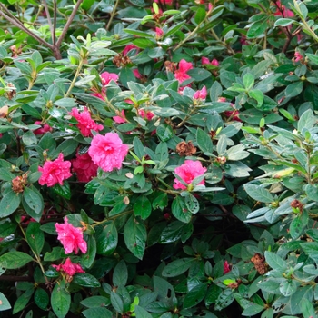 Rhododendron 'Autumn Rouge™' - Encore® Azalea
