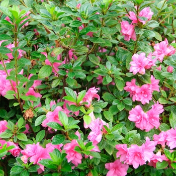 Rhododendron x Autumn Carnation™ - Encore® Azalea