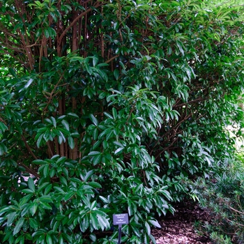 Viburnum awabuki 'Chindo' - Chindo Viburnum