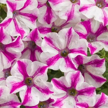 Petunia 'Lovie Dovie™' - Supertunia® Petunia