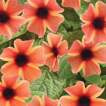 Thunbergia alata 'Tangerine Slice' - A-Peel® Black-Eyed Susan Vine