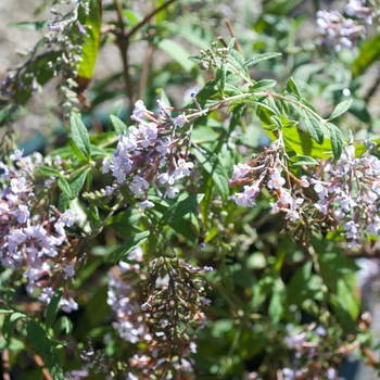 Buddleia 'Wisteria Lane' - Butterfly Bush