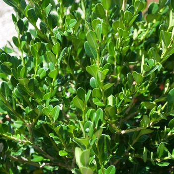 Buxus microphylla var. japonica - 'Winter Gem' Boxwood
