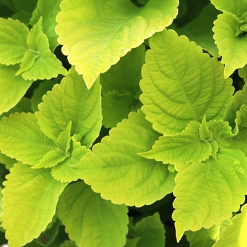 Coleus 'Chartres Street' - Main Street Coleus