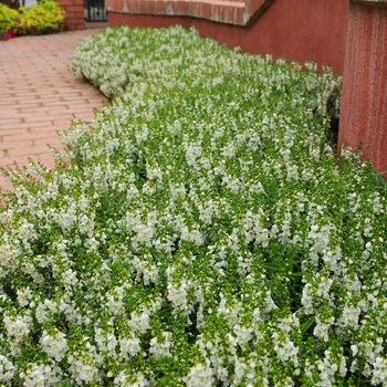 Angelonia angustifolia 'Serenita™ White' - Summer Snapdragon