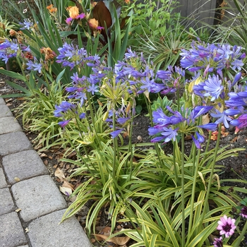 Agapanthus 'Neverland' - Agapanthus