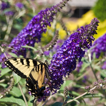 Buddleia x 'Asian Moon' - Butterfly Bush