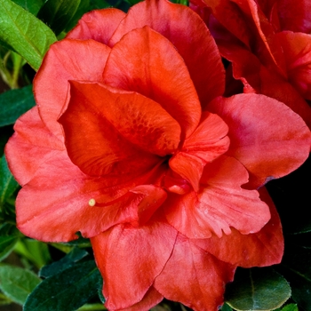 Rhododendron hybrid - ReBloom™ Coral Amazement™