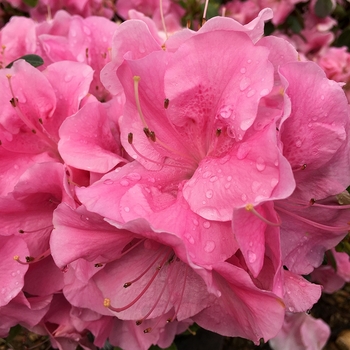 Rhododendron x 'Pink Adoration' - ReBLOOM™ Azalea