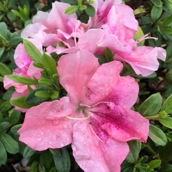 Rhododendron x 'Purple Spectacular' - ReBLOOM™ Azalea