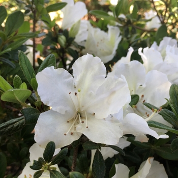 Rhododendron x 'White Nobility' - Rebloom™ Azalea