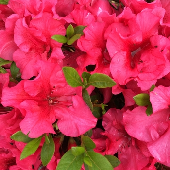 ReBLOOM™ Azalea - Red Magnificence™ 