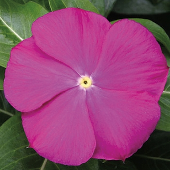 Catharanthus roseus 'SunStorm Deep Orchid' - Annual Vinca; Periwinkle