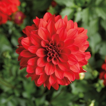 Dahlia hybrida 'Grandahlia Red' - Dahlia