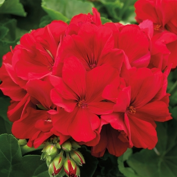 Pelargonium 'Calliope® Large Dark Red' - Interspecific Geranium