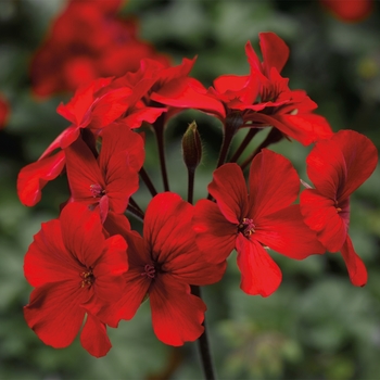 Pelargonium 'Caliente® Fire' - Interspecific Geranium