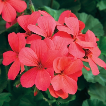 Pelargonium 'Caliente® Hot Coral' - Interspecific Geranium