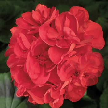 Pelargonium x hortorum 'Americana Red' - Zonal Geranium