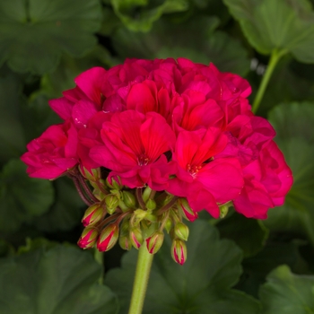 Pelargonium x hortorum 'Tango Neon Purple' - Geranium Zonal