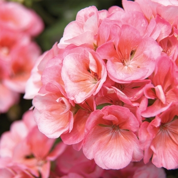 Pelargonium x hortorum 'Americana Salmon' - Zonal Geranium