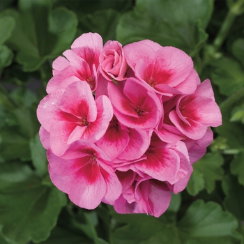 Pelargonium x hortorum 'Americana Rose Mega Splash - Geranium Zonal 