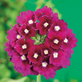 Verbena hybrida 'Lanai® Royal Purple w/Eye' - Verbena