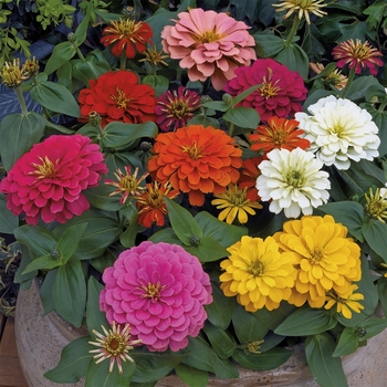 Zinnia elegans 'Magellan Mix' - Zinnia
