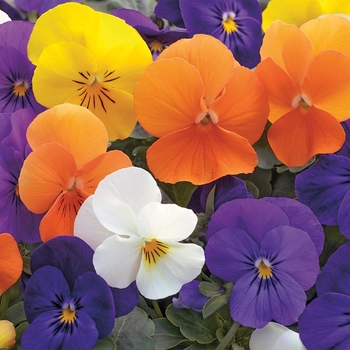 Viola cornuta 'Penny All Seasons Mix' - Pansy