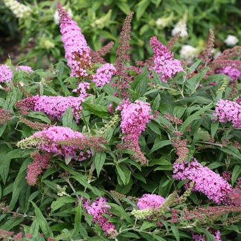 Buddleia x - Pugster Pink®