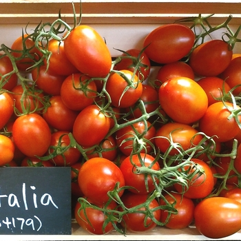 Solanum lycopersicum 'WS4179 - Italia' - Roma Tomato