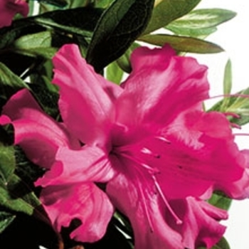 Autumn Sundance™ - Encore® Azalea