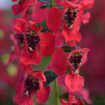 Angelonia angustifolia - Archangel™ Cherry Red
