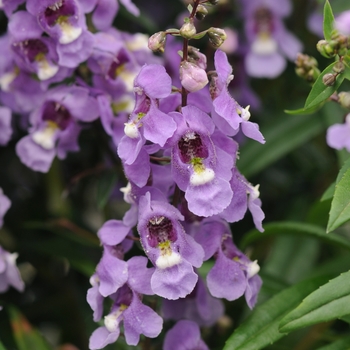 Angelonia angustifolia - Serenita® Blue Sky Snapdragon